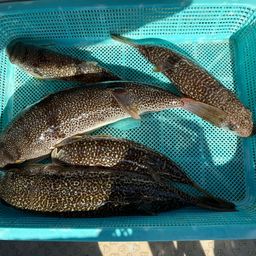 ショウサイフグ