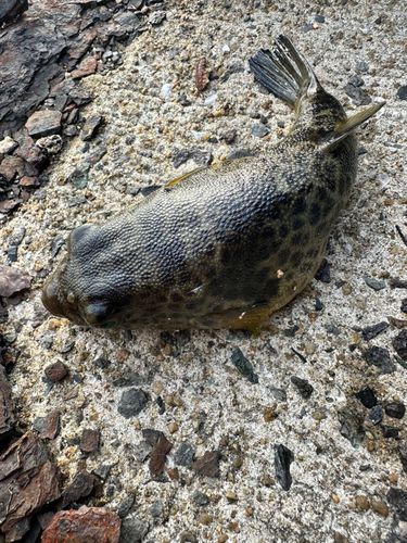 フグの釣果