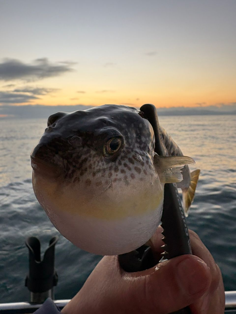 ショウサイフグ