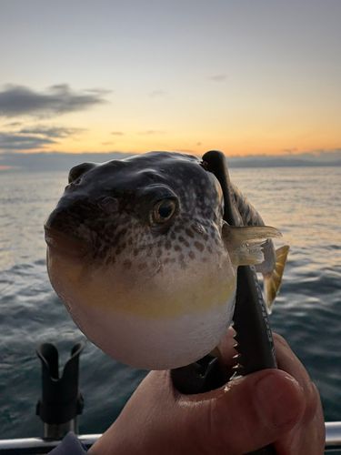 ショウサイフグの釣果