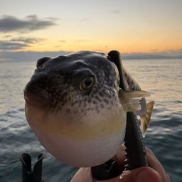 ショウサイフグ