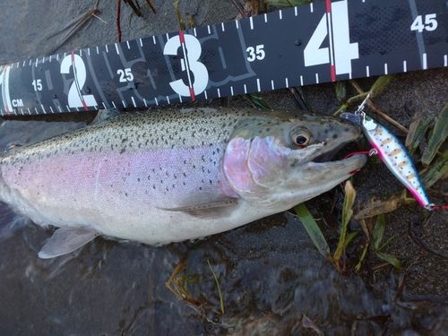 ニジマスの釣果