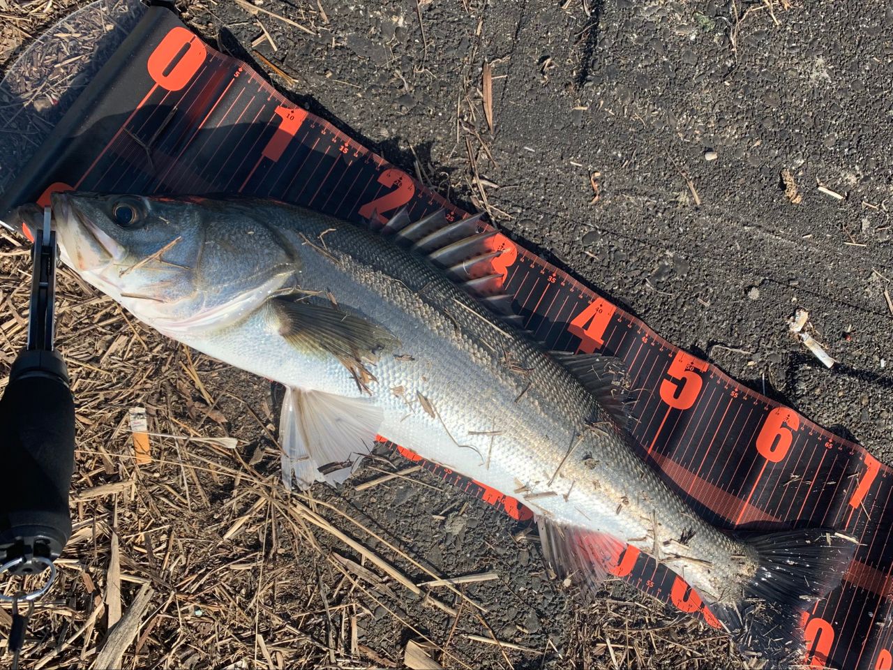 DAIWA 21ラブラックス AGS 96MLの最安値・インプレ・釣果 | 本音の