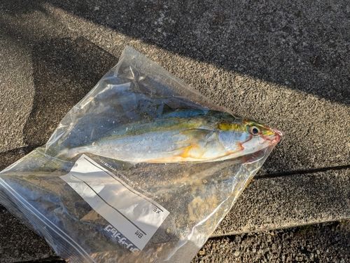 フクラギの釣果