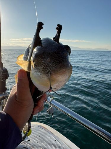 ショウサイフグの釣果