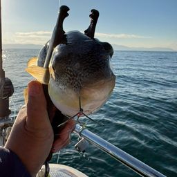 ショウサイフグ