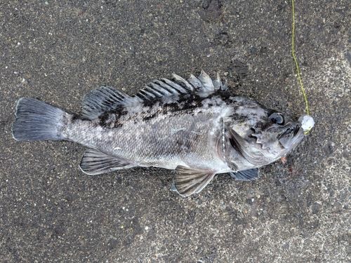 クロソイの釣果