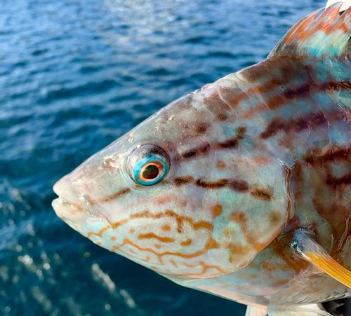 キュウセンの釣果