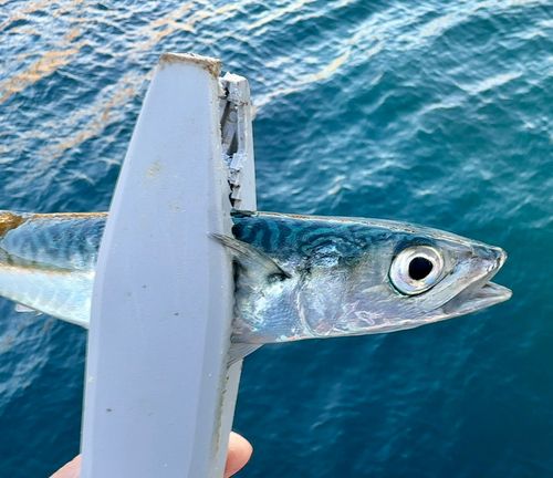 サバの釣果