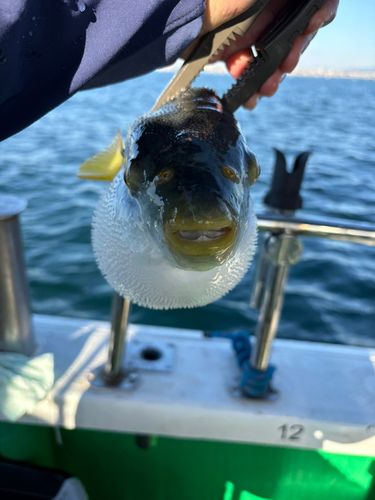 シマフグの釣果