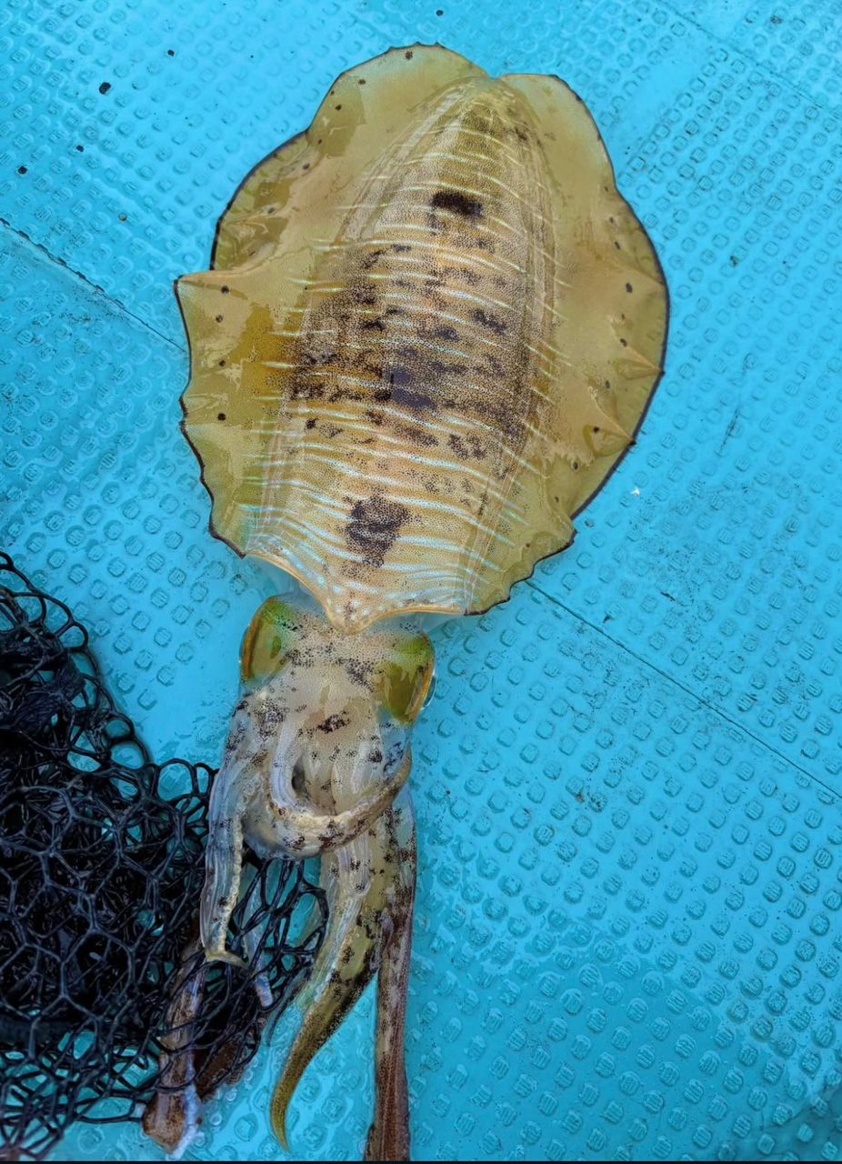 甲斐大地さんの釣果 3枚目の画像