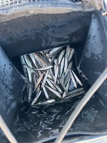 ワカサギの釣果