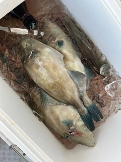 ウマヅラハギの釣果