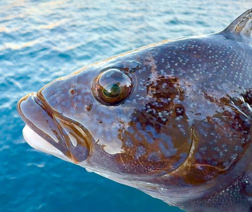 アイナメの釣果