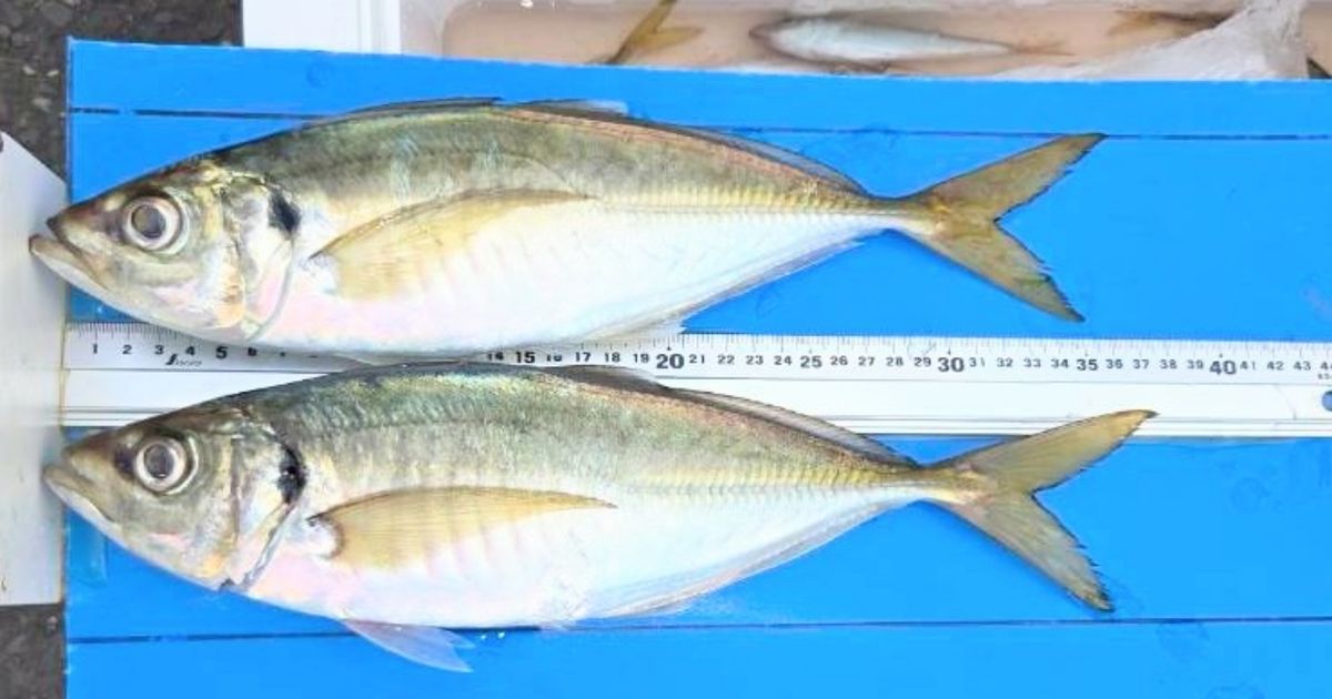 釣り船西野屋さんの釣果 3枚目の画像