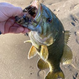 スモールマウスバス