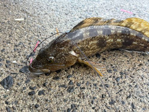 アブラコの釣果