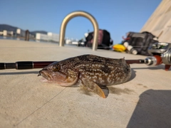 アイナメの釣果