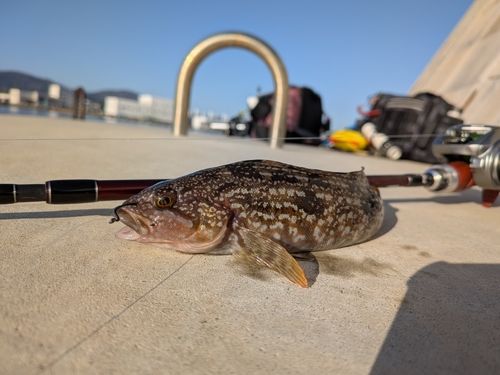 アイナメの釣果