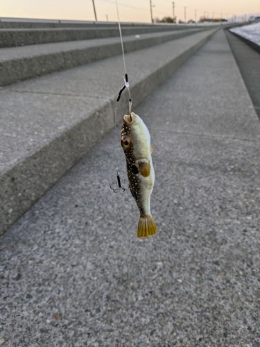 クサフグの釣果