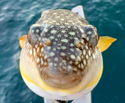 フグの釣果