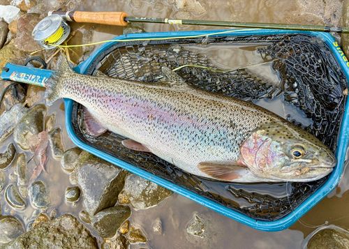 ニジマスの釣果