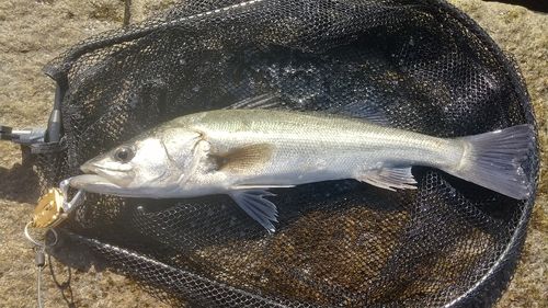 ハネ（マルスズキ）の釣果