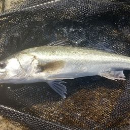 ハネ（マルスズキ）