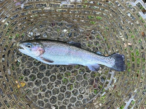 ニジマスの釣果