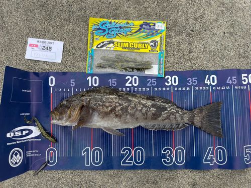 アイナメの釣果