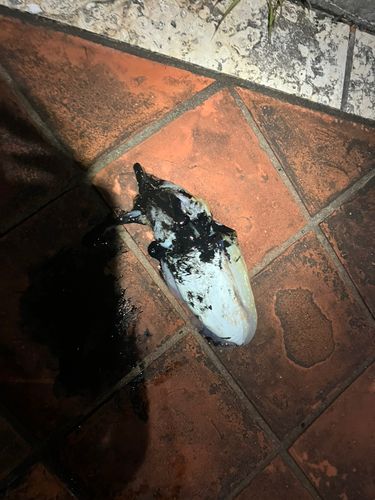 コウイカの釣果