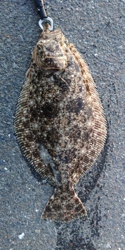 ヒラメの釣果