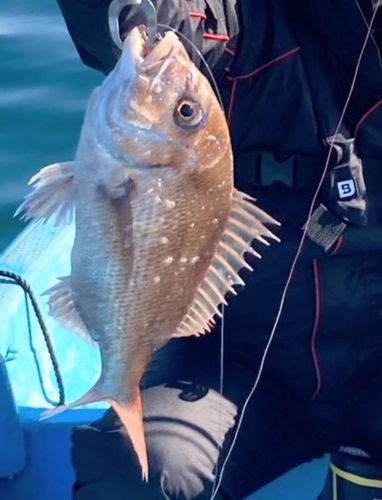 マダイの釣果