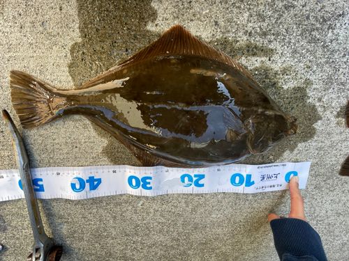 カレイの釣果
