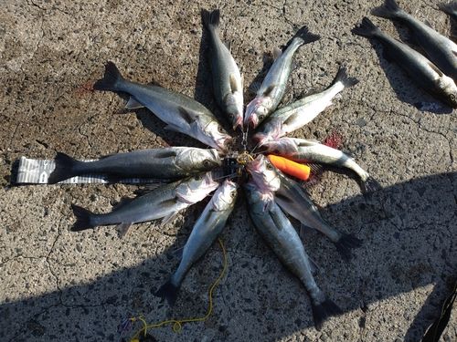 シーバスの釣果