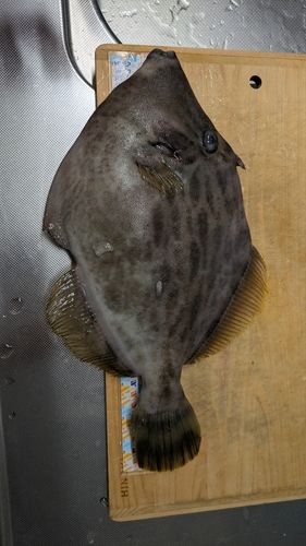 カワハギの釣果