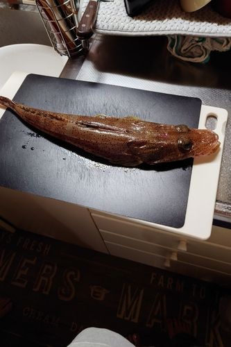 イネゴチの釣果