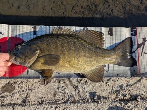 スモールマウスバスの釣果