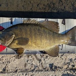 スモールマウスバス