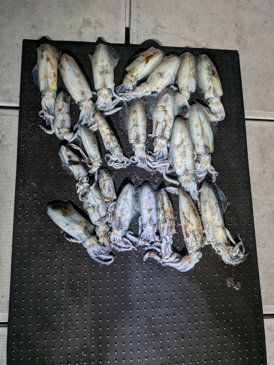 和歌山遊漁船SevenSWellさんの釣果 1枚目の画像