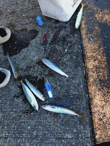 イワシの釣果