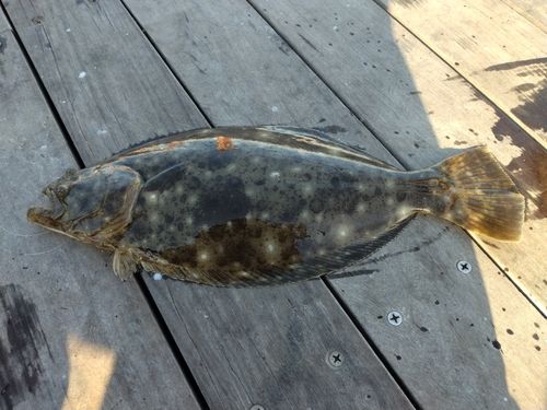 ヒラメの釣果
