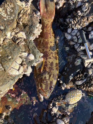 スジアラの釣果