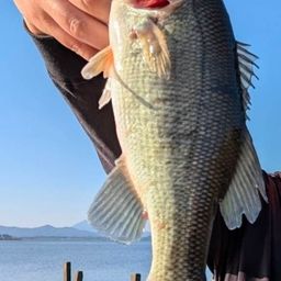 ラージマウスバス