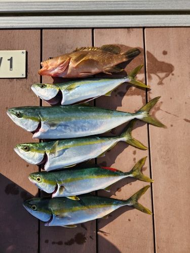 キジハタの釣果