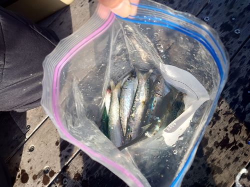 カタボシイワシの釣果