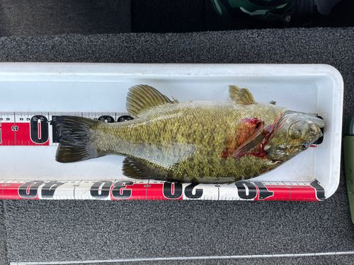 スモールマウスバスの釣果