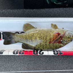 スモールマウスバス