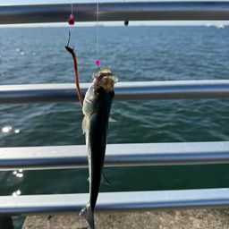 セイゴ（マルスズキ）