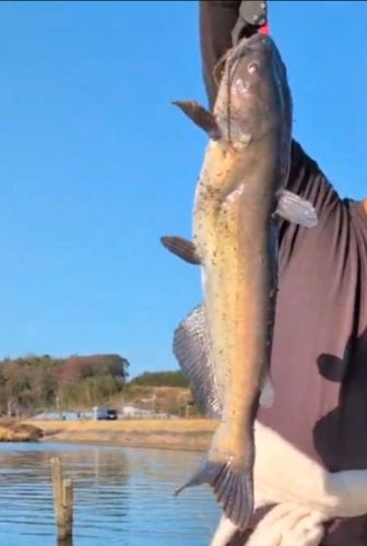 チャネルキャットフィッシュの釣果